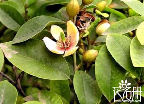 含笑花葉子變黃|含笑花葉子發黃怎麼辦，控制澆水合理施肥/殺死害蟲是關鍵